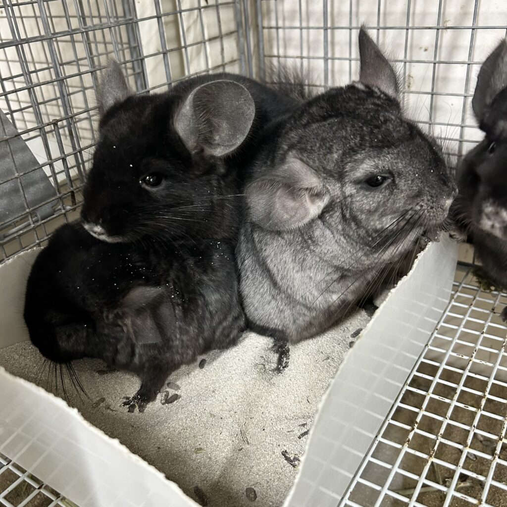 チンチラブラウン●デンマーク産コペンハーゲン社 オブジェ 置物 ネコ 猫 ねこ 天然木 インテリア デンマーク 北欧