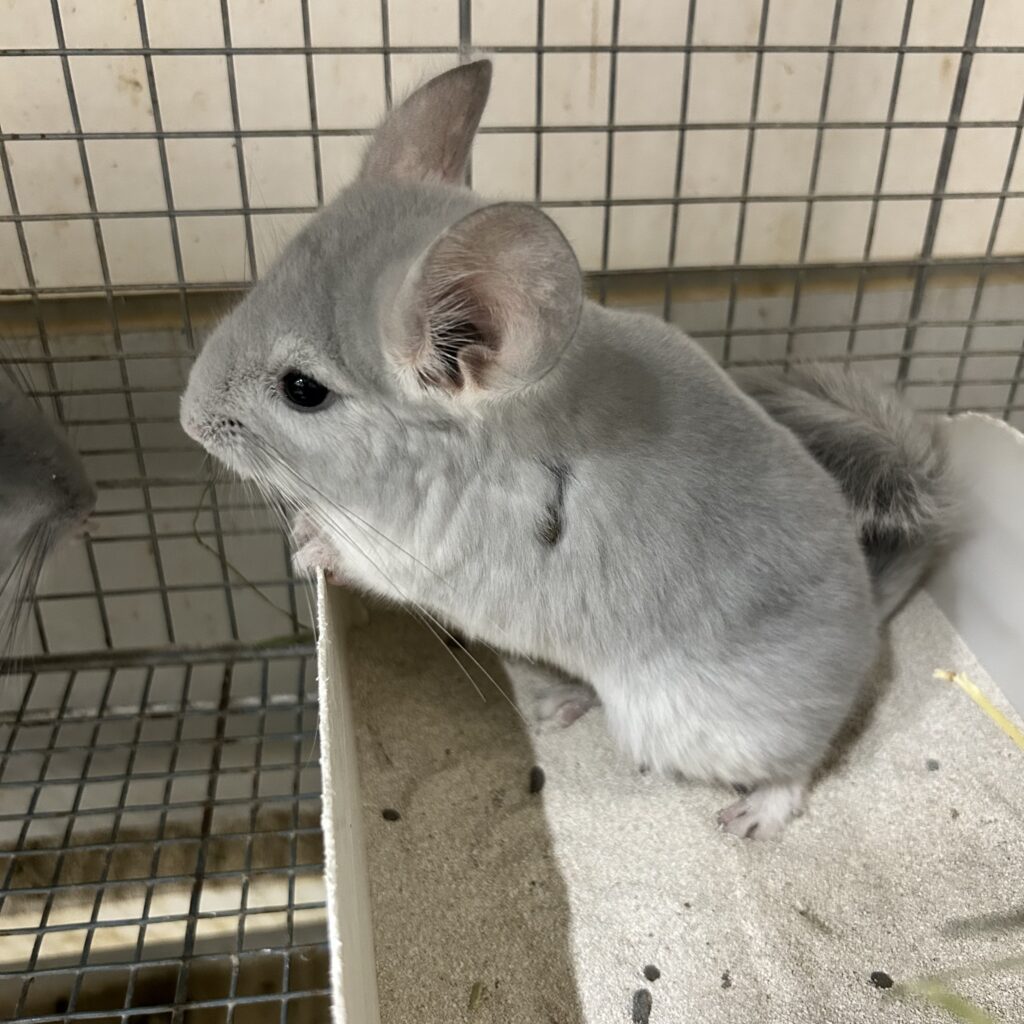 チンチラ – 株式会社ペットサン